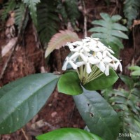 Ixora thwaitesii Hook.f.